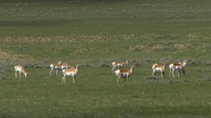 Panghorn Antelope