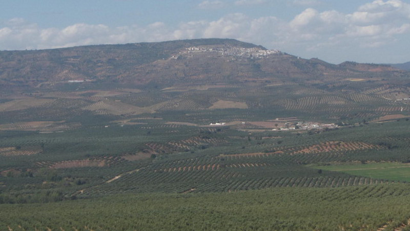 Olive trees and hilltop villages