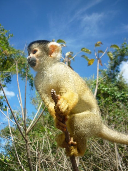 Squirel monkey