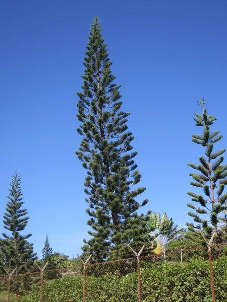 Honduran Pine Tree