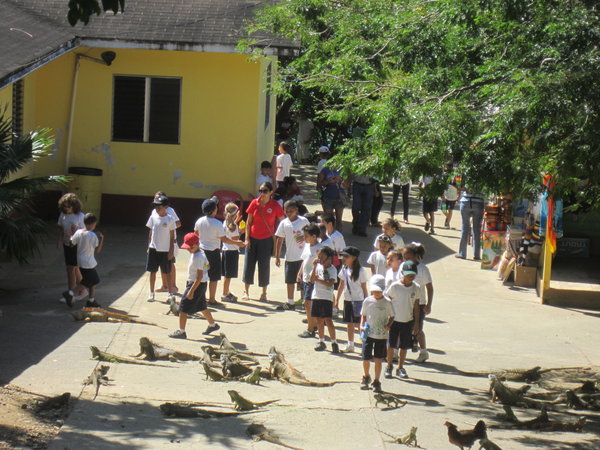School Group At The Iguana Farm