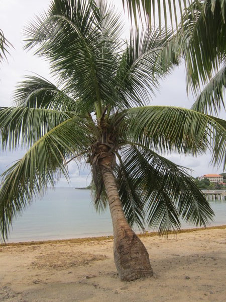 Love Those Palm Trees!!