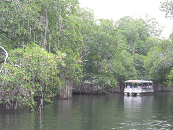 Sailing through the Mangroves on Black River