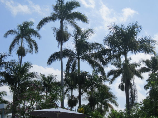 Royal Palm Trees at our resort