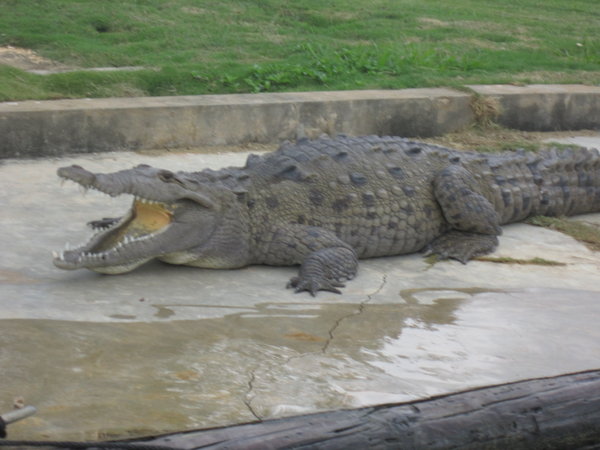 Crocodile sunning himself on the dock