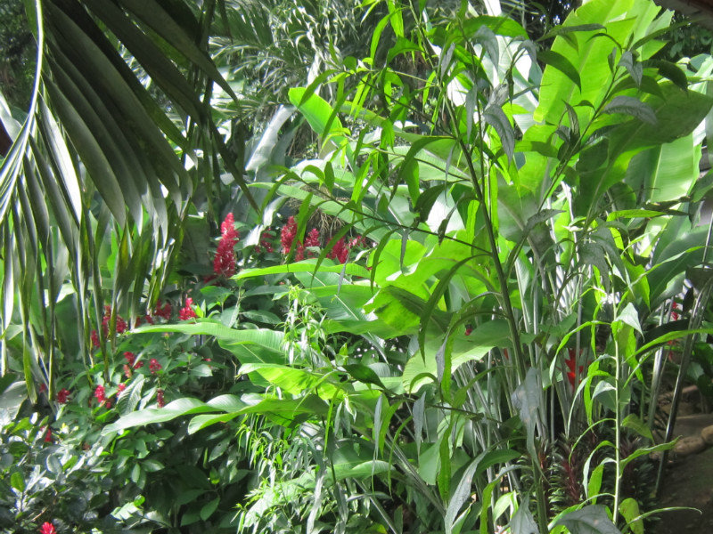 Foliage in the Rain Forest