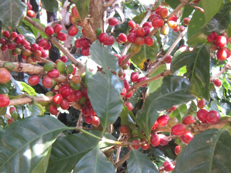 Another variety of coffee bean