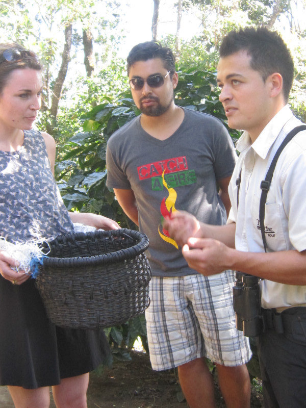 Basket used for picking coffee beans