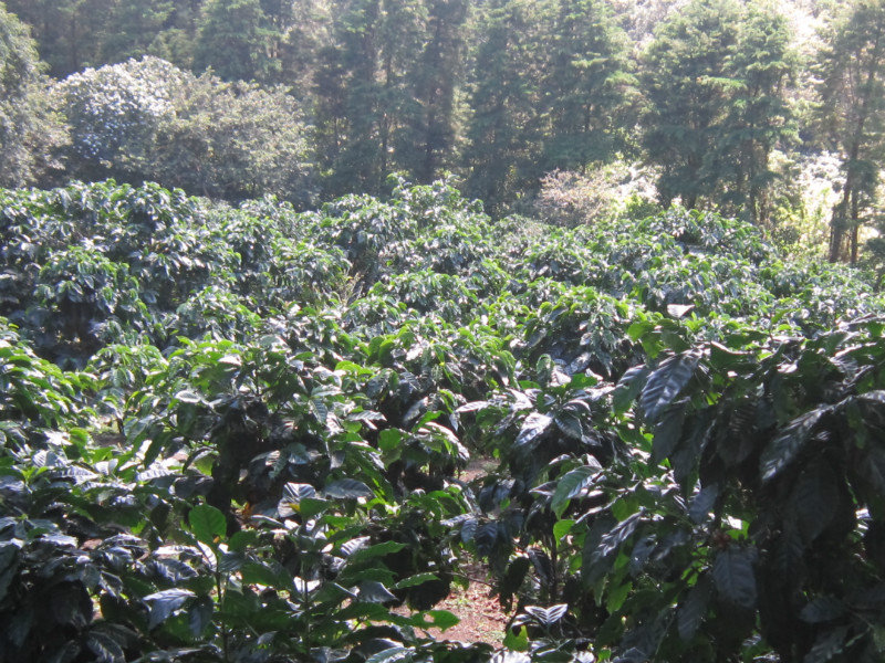 Coffee crops