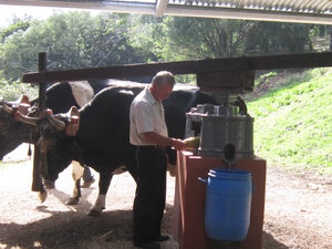 Oxen crushing sugarcane