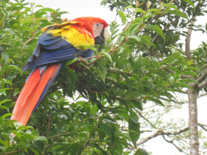 A parrot we saw while zip lining