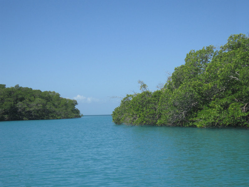 Coming out of the mangroves into the open ocean