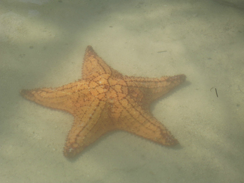 Star Fish through the water
