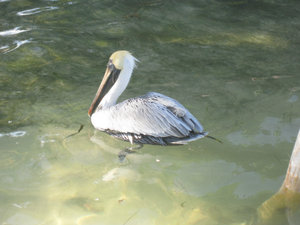 Pelican hanging out at our dock waiting for the fish scraps
