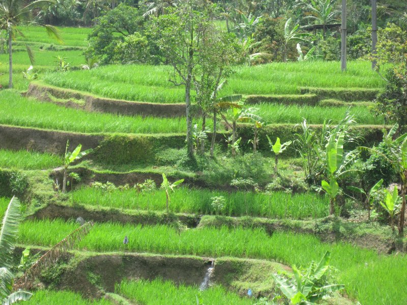 Jatiliwih Rice Terraces
