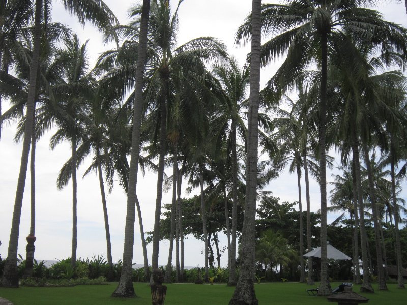 Lots of coconut palms