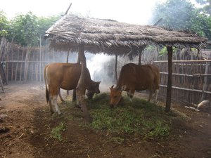 Villagers Livestock