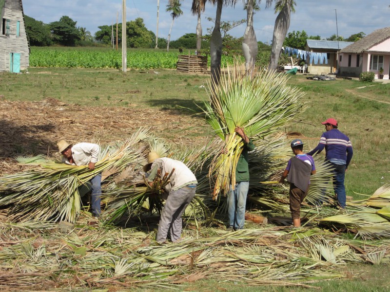 Workers building a palapa