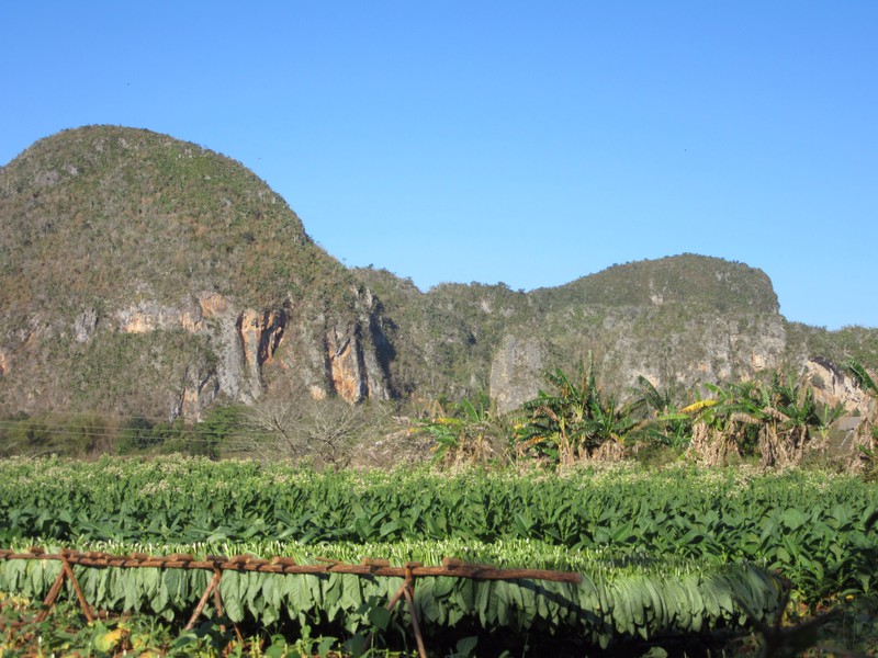 Tobacco fields in the Vinales area