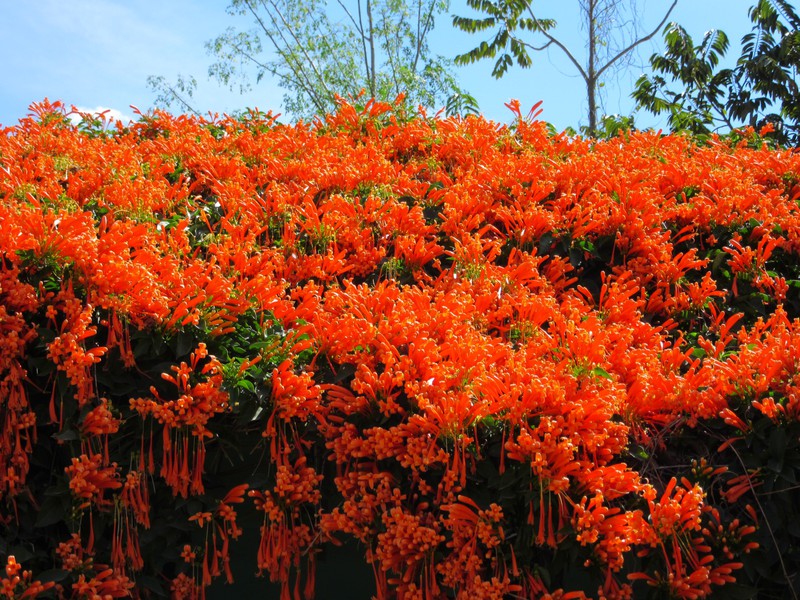 A common flowering bush in Cuba