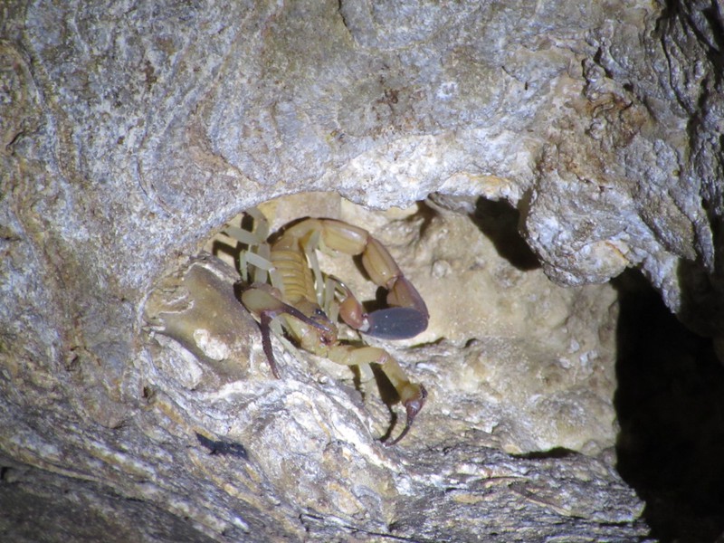 Scorpion in a cave!