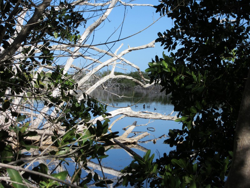 Mangroves in the National Park