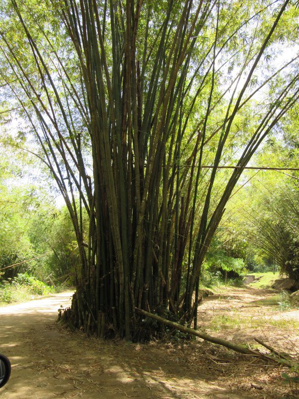 Sturdy Bamboo Trees