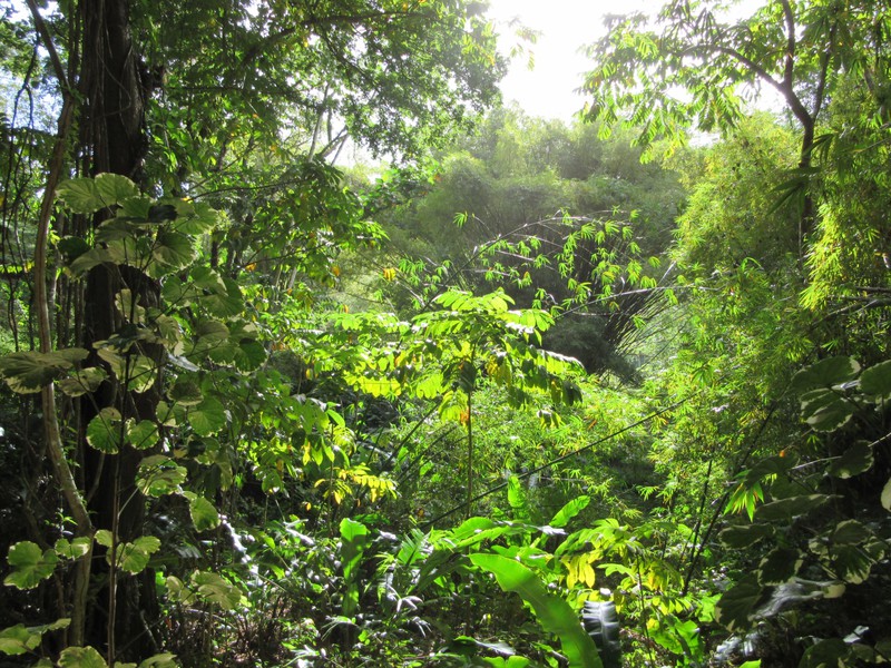 Rain forest beauty