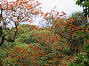 These red flowered trees really look beautiful in the rain forest