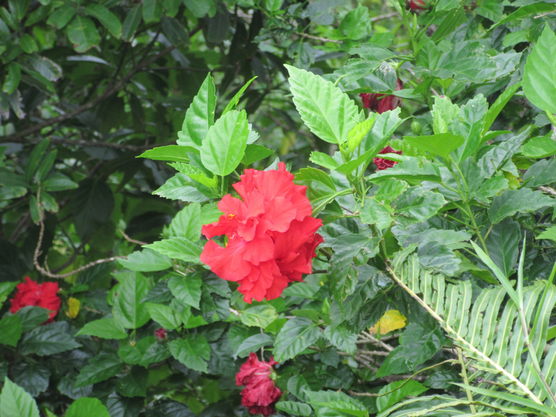A beautiful hibiscus at the top of the mountain