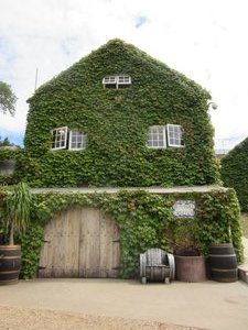 A beautiful building covered in vine on Waiheke Island