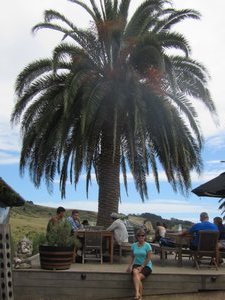 Lovely palm trees on Waiheke Island