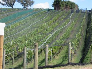 Vineyards on Waiheke