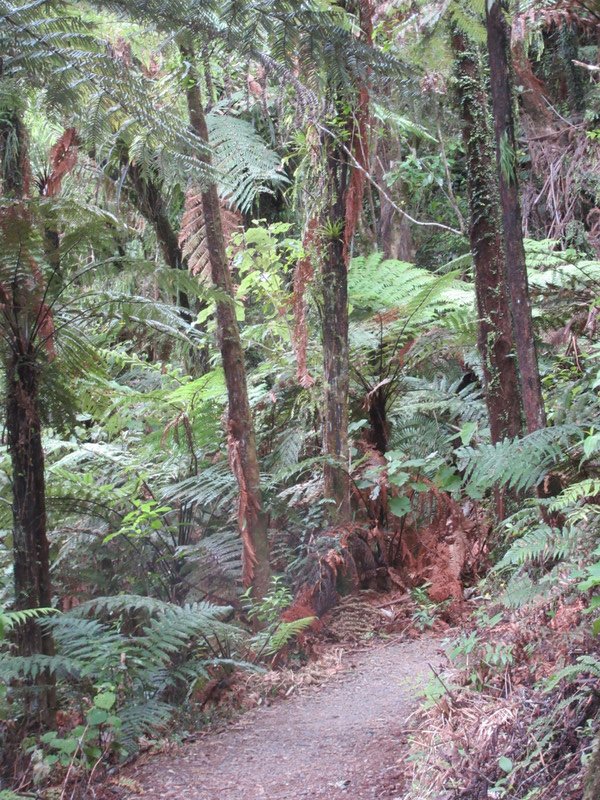 Hiking Trails and scenery in the Waitomo area