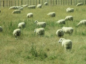Lots of sheep in New Zealand!