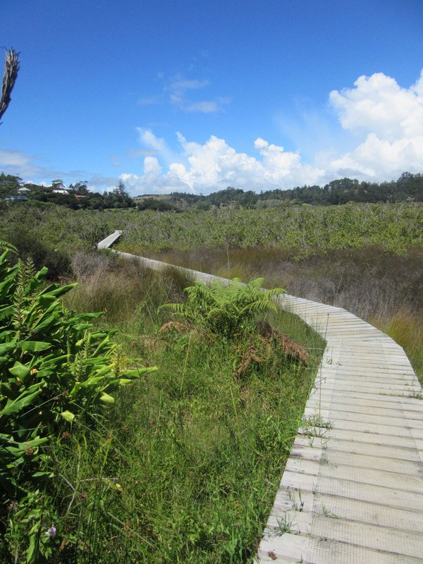 Walk across the mangroves