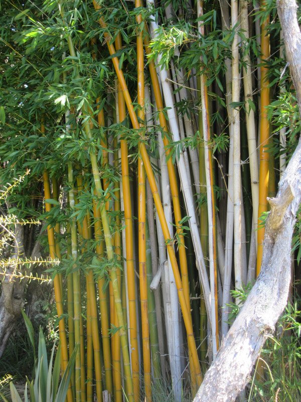 Bamboo along a hike