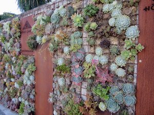 Some amazing succulents growing on a wall in Russel