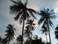 Phuket Palms