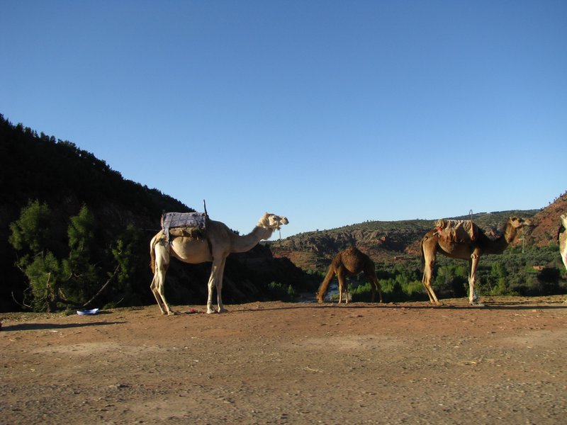 Camels near Setti Fatma