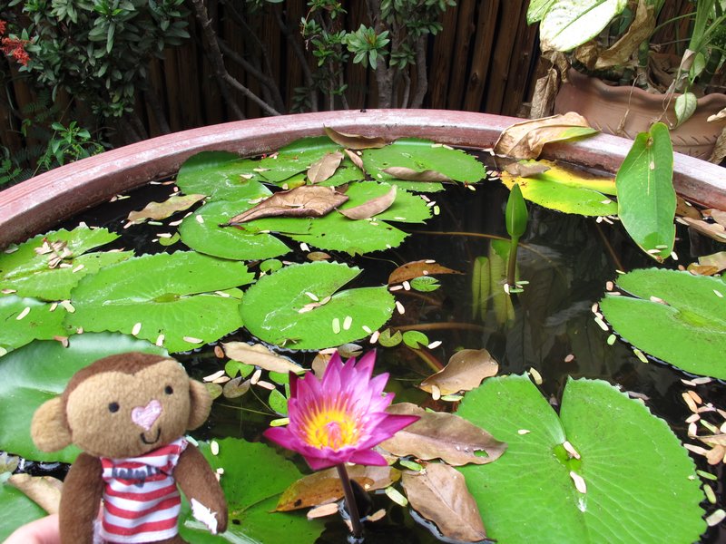 Fun in the lilly pads