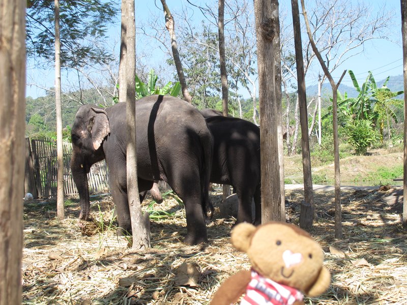 Me with the elephants, yay!
