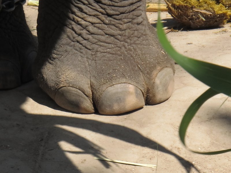 Even their toenails are big!
