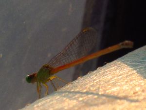 Cool Dragonfly