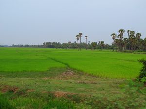 very green rice fields