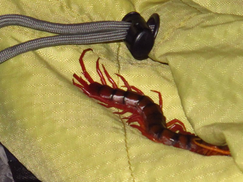Yikes!!  That is a scary looking centipede in Nate's backpack!