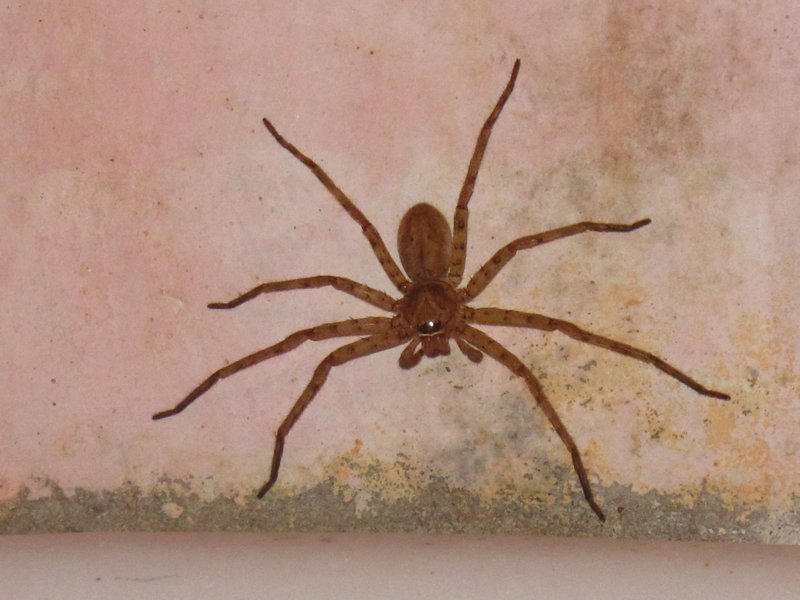 BIG spider in the bathroom, yuk!