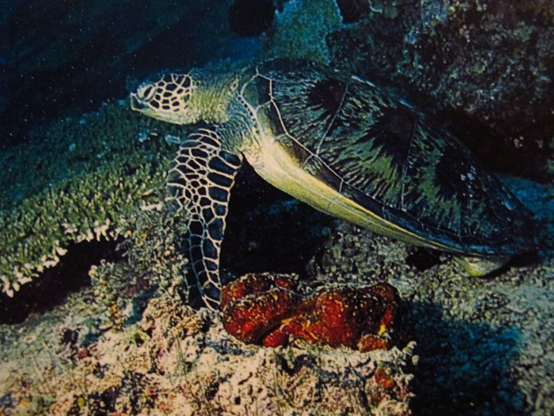 Nate and Jessie saw turtles like this one when they were snorkeling