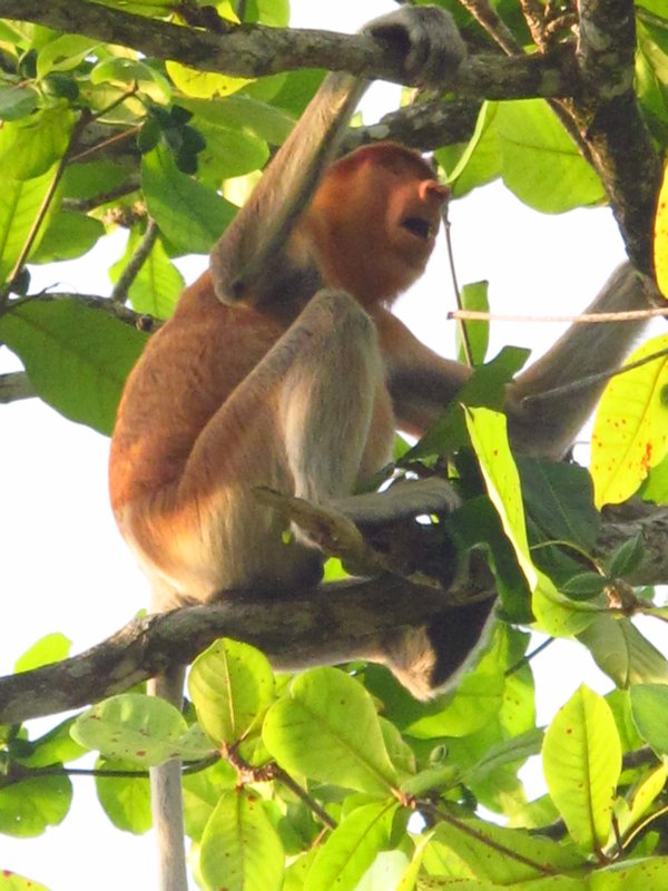 proboscus monkey
