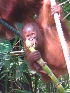 Baby eating some bamboo